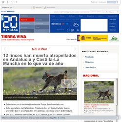 12 linces han muerto atropellados en Andalucía y Castilla-La Mancha en lo que va de año