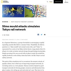 Slime mould attacks simulates Tokyo rail network