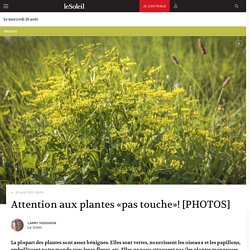 Attention aux plantes «pas touche»! [PHOTOS]