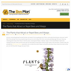 The Plants that Attract or Repel Bees and Wasps According to Bee And Wasp Removal Specialist