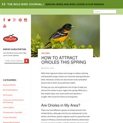How to Attract Orioles this Spring