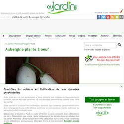 Aubergine plante à oeuf : planter, cultiver, récolter