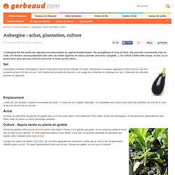 aubergine : culture et conseils