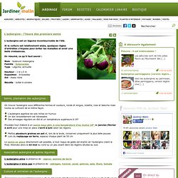 Aubergine : semis, plantation, culture, recolte