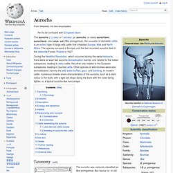 Aurochs- the ancestor of domesticated cattle