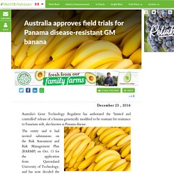 FRESH FRUIT PORTAL 23/12/16 Australia approves field trials for Panama disease-resistant GM banana