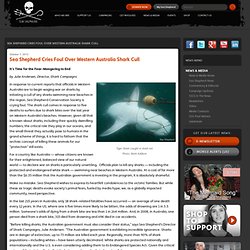 Sea Shepherd Cries Foul Over Western Australia Shark Cull