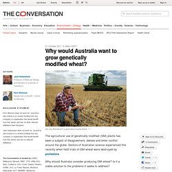 Why would Australia want to grow genetically modified wheat?