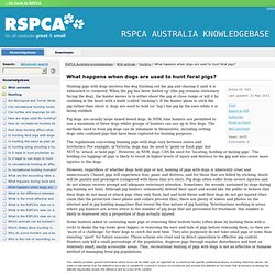 What happens when dogs are used to hunt feral pigs? - RSPCA Australia knowledgebase