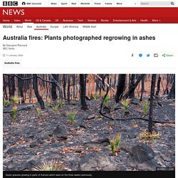 Australia fires: Plants photographed regrowing in ashes