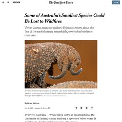 Some of Australia’s Smallest Species Could Be Lost to Wildfires
