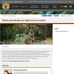 Australian plants and animals