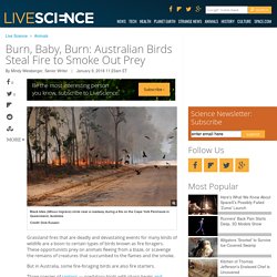 Burn, Baby, Burn: Australian Birds Steal Fire to Smoke Out Prey