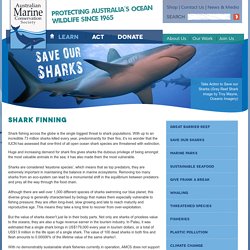 Shark Finning · Learn · Australian Marine Conservation Society