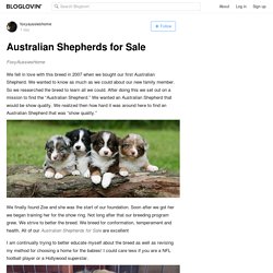 Australian Shepherds for Sale