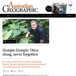 Gympie Gympie: Once stung, never forgotten