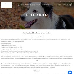 Breed Info australian german shepherd
