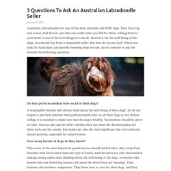 3 Questions To Ask An Australian Labradoodle Seller