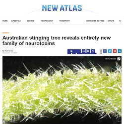Australian stinging tree reveals entirely new family of neurotoxins