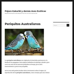PERIQUITOS AUSTRALIANOS - Información sobre el periquito australiano 2020