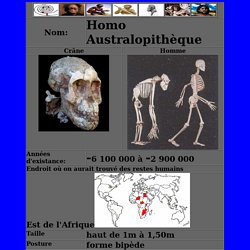 Australopitheque