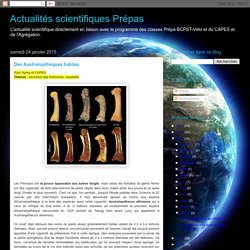 Actualités scientifiques Prépas : Des Australopithèques habiles