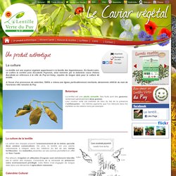Un produit authentique - La culture - Site officiel de la Lentille verte du Puy