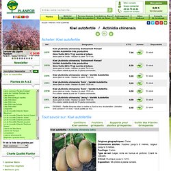 Kiwi autofertile : vente Kiwi autofertile / Actinidia chinensis