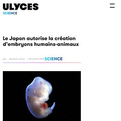 Le Japon autorise la création d'embryons humains-animaux