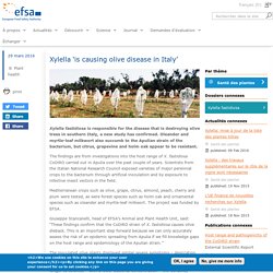 EFSA 29/03/16 Xylella ‘is causing olive disease in Italy’