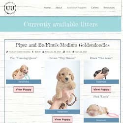 Puppies For Sale in Greenville SC - Double U Doodles