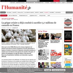 La grippe aviaire a déjà conduit à sacrifier 3,7 millions de canards en France