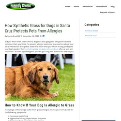 Avoid Grass Allergies With Synthetic Grass for Dogs in Santa Cruz