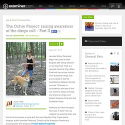 The Ochre Project: raising awareness of the dingo cull - Part II - Akron animal advocacy