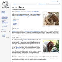 Awassi (sheep)