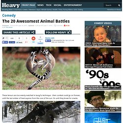 The 20 Awesomest Animal Battles