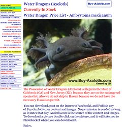 Water Dragon Axolotl Prices Ambystoma mexicanum For Sale Buy