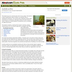 Axolotls as Pets - Introduction to Keeping a Pet Axolotl