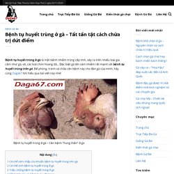 Bệnh tụ huyết trùng ở gà – Tất tần tật cách chữa trị dứt điểm✅