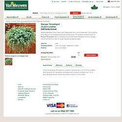 Bacopa 'Snowtopia' - Hanging Basket Plants - Van Meuwen