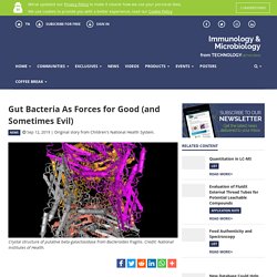 Gut Bacteria As Forces for Good (and Sometimes Evil)