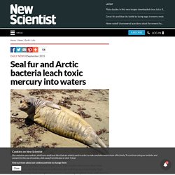 Seal fur and Arctic bacteria leach toxic mercury into waters