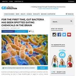 For The First Time, Gut Bacteria Has Been Spotted Eating Chemicals In The Brain