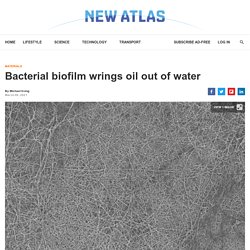 Bacterial biofilm wrings oil out of water