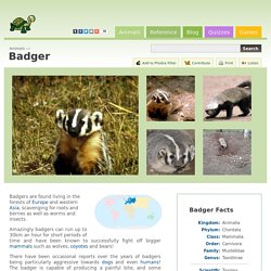 Badger (Taxidea Taxus)