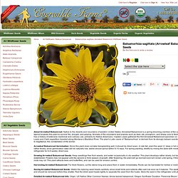 Balsamorhiza sagittata (Arrowleaf Balsamroot) Wildflower Seed