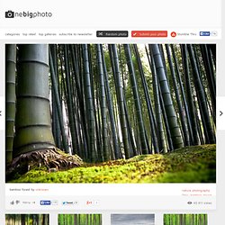 bamboo forest photo