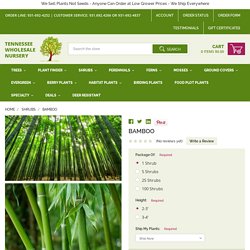 Bamboo Plants For Sale - River Cane Plants Online Tn Nursery