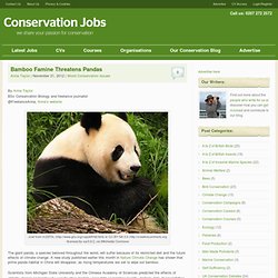 Bamboo Famine Threatens Pandas - Conservation Jobs UK