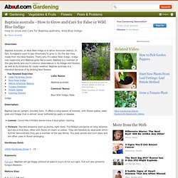 Baptisia australis - How to Grow and Care for Baptisia australis, Wild Blue Indigo